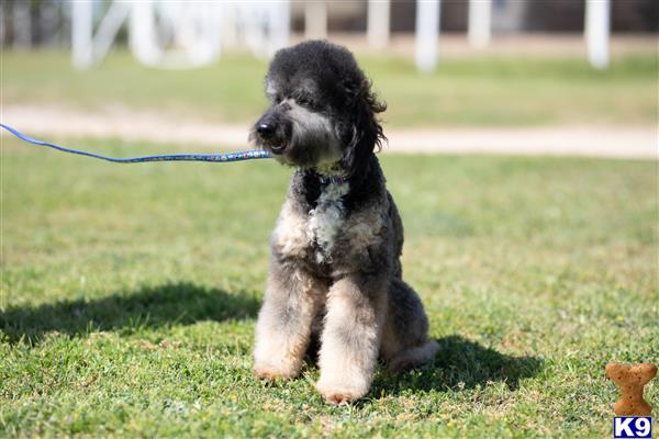 northtexaspuppies Picture 1